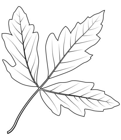 Paperbark Maple Leaf Coloring Page